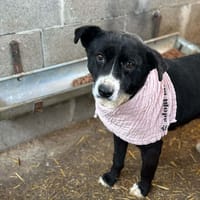 Chia, chienne à adopter