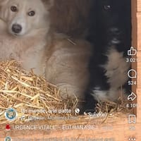 Kalia, chienne à adopter