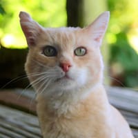 Lino, chat à adopter