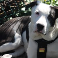 Road, chien à adopter