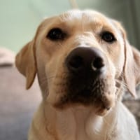 Snow, chienne à adopter