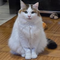 Sushi, chat à adopter