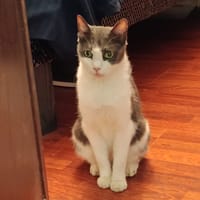 Wamiz, chatte à adopter