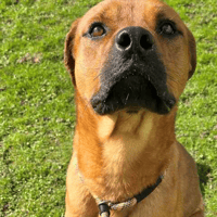 Max, dog to adopt