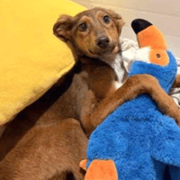 Peri Peri, female dog to adopt