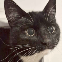 Toffee, female cat to adopt