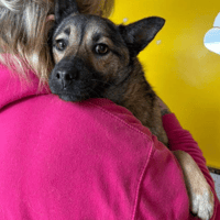 Lorena, female dog to adopt