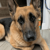 Amy, female dog to adopt