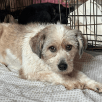 Kim, female dog to adopt