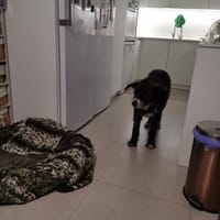 Mari Cruz, perra en adopción