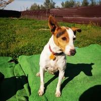 Brigitte, perra en adopción