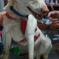 Nicolás, perro en adopción