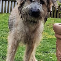Tucker, 1 Jahr braucht seine Menschen, Hund zur Adoption