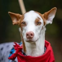 Caramelo3 sucht ein Zuhause, Hund zur Adoption