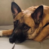 Rumo 🤎, Hund zur Adoption