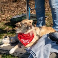 Kiki - die liebe Grinsemaus, Hündin zur Adoption