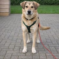 Mama Perdita, Hündin zur Adoption