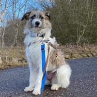 Marielu, hübsch, freundlich, jung, Hündin zur Adoption