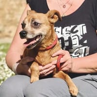🧡Gitte - in Deutschland zur Pflege, Hündin zur Adoption