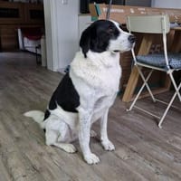 LILLY, Hündin zur Adoption