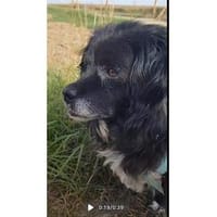 Malee - wartet in 97332 Obervolkach, Hündin zur Adoption