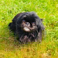 Maggie eine zauberhafte Pekingese Mix, Hündin zur Adoption