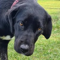 Morana sucht ein für immer Zuhause, Hündin zur Adoption