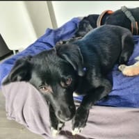 Kleiner Mouty sucht ein Zuhause, Hund zur Adoption