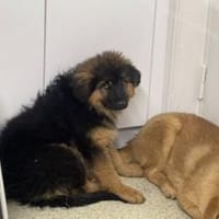 Honey - ein wahrer Goldschatz, Hündin zur Adoption