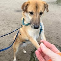 Rocky bietet seine dolle Freundschaft an, Hund zur Adoption