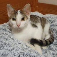 Katzen- und Hundefreund Pando, Kater zur Adoption