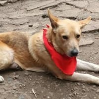 Spencer - Gentleman mit Herz, Hund zur Adoption