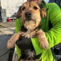 Rosi 🐶  junge Terrier-Mix Hündin suc, Hündin zur Adoption