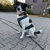 Lili - die Liebenswerte, Hündin zur Adoption