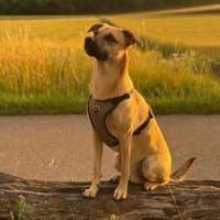 Kuno mit Struktur zum besten Freund, Hund zur Adoption