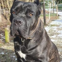 Allessio, Hund zur Adoption