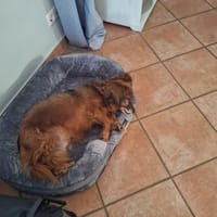 Ricki / Pici sucht Paten, Hund zur Adoption