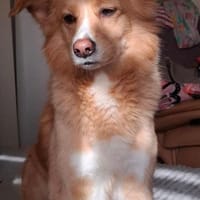 NAPPY ❤ EILIG, Hund zur Adoption