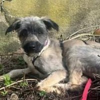 Alma - liebevolle junge Hündin, Hündin zur Adoption