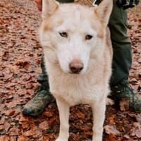 Aveline, Hündin zur Adoption