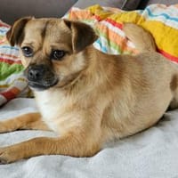 Menschenbezogene CELIA..., Hündin zur Adoption