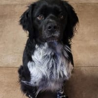 Brook  feiner Beobachter mit großem Her, Hund zur Adoption