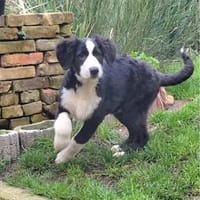 Leoh - wartet in 76437 Rastatt, Hund zur Adoption