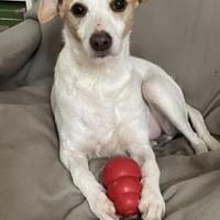 Der fröhliche, anhängliche Baku, Hund zur Adoption