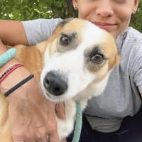 DARCY ist ein liebevolles Mädchen ♥, Hündin zur Adoption