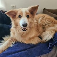 Zurückhaltende Lilly sucht ein Zuhause, Hündin zur Adoption