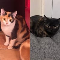 Finya & Minka - zwei liebevolle Kitten!, Katze zur Adoption