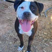 SALOME  treu, fröhlich und voller Liebe, Hündin zur Adoption