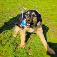 Nicho ein treuer Begleiter, Hund zur Adoption