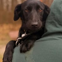 Dante - Labrador Mix Familienhund, Hund zur Adoption
